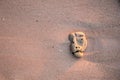 Coral on sand with a strange shape of head