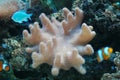 Coral (Sarcophyton sp.) Royalty Free Stock Photo