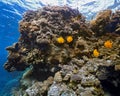 Coral scene -panorama Royalty Free Stock Photo