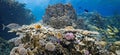 Coral scene - panorama Royalty Free Stock Photo