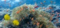 Coral scene - panorama Royalty Free Stock Photo