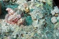 Coral and scorpionfish Royalty Free Stock Photo