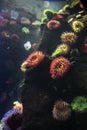 Coral and sea anemones at the Ripley`s Aquarium in Toronto Ontario Canada