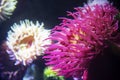 Coral and sea anemones at the Ripley`s Aquarium in Toronto Ontario Canada