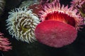 Coral and sea anemones at the Ripley`s Aquarium in Toronto Ontario Canada Royalty Free Stock Photo