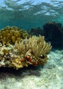 Coral and sea life in a beautiful underwater seascape