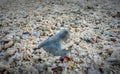 Coral and sea pebbles beach background texture Royalty Free Stock Photo