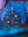 Blue reef coral