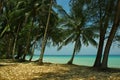 Coral Sea Tropical Wild Beach Sand Palm Tree Sky Landscape