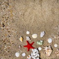 Coral, seashells and starfish Royalty Free Stock Photo