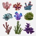 Coral and seaweed. Underwater flora, sea water seaweeds aquarium, kelp and corals. Ocean plants vector color set. Vector