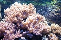 Coral Sinularia Royalty Free Stock Photo