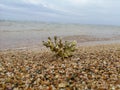 Coral skeleton texture structure. Dead coral reef. Abstract natural texture Royalty Free Stock Photo