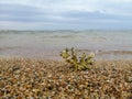 coral skeleton texture structure. Dead coral reef. Abstract natural texture. Royalty Free Stock Photo