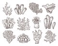 Coral sketch. Natural corals sketching, black engraving ocean reef flora. Seaweed branch, vintage underwater life exact