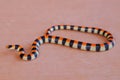 Coral Snake colors Royalty Free Stock Photo