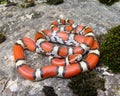 Coral Snake mimic Royalty Free Stock Photo