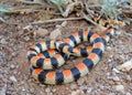 A Coral Snake mimic, Western Shovelnose Snake Royalty Free Stock Photo