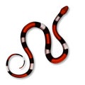 Coral Snake, Poisonous And Danger Mammal Vector