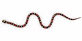 Coral snake