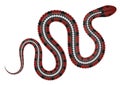 Coral snake vector illustration