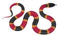 Coral snake vector illustration Royalty Free Stock Photo