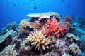 coral spawning in deep ocean waters