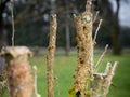 Coral-spot Nectria canker