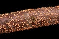 Coral spot, Nectria cinnabarina, on a branch, macro, from above Royalty Free Stock Photo