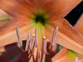 Coral star lily