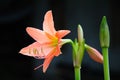 Coral star lily