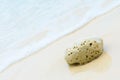 Coral stone on the beach Royalty Free Stock Photo
