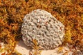 Coral stone found among algae and sand from Tulum beach peninsula Royalty Free Stock Photo