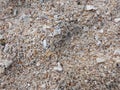 Coral stone and sand on the beach Royalty Free Stock Photo