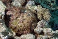 Coral and stonefish Royalty Free Stock Photo