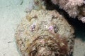 Coral and stonefish Royalty Free Stock Photo