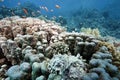 Coral and stonefish Royalty Free Stock Photo