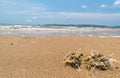 Coral stones at ocean coast natural background Palawan Busuanga