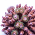 Coral structure displaying intricate polyps with green and purple tips, characteristic of Acropora Royalty Free Stock Photo