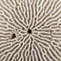 Coral structure resembling brain coral (Diploria labyrinthiformis) with intri Royalty Free Stock Photo