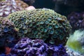 Coral on submerged rocks