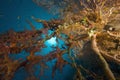 Coral, sun ocean and fish Royalty Free Stock Photo