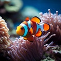 Coral symphony Vibrant clown fish swim amid colorful coral reef