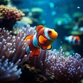 Coral symphony Vibrant clown fish swim amid colorful coral reef