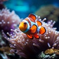 Coral symphony Vibrant clown fish swim amid colorful coral reef