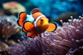 Coral symphony Vibrant clown fish swim amid colorful coral reef