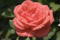 Coral Tea Rose Royalty Free Stock Photo