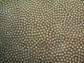 Coral texture Royalty Free Stock Photo