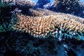 Coral texture underwater, Coral reef texture, Tropical waters