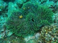 Coral with three nemo